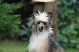 CHIEN NU CHINOIS 274